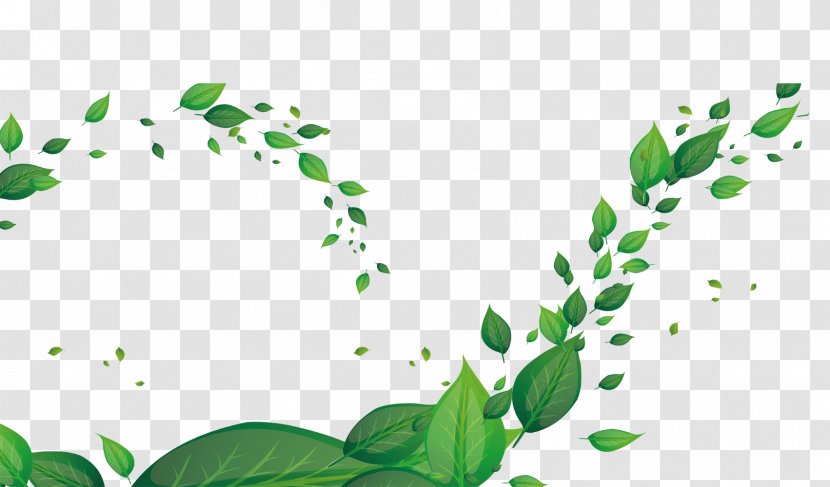 Leaf Green Fundal - Rectangle - Falling Leaves Transparent PNG