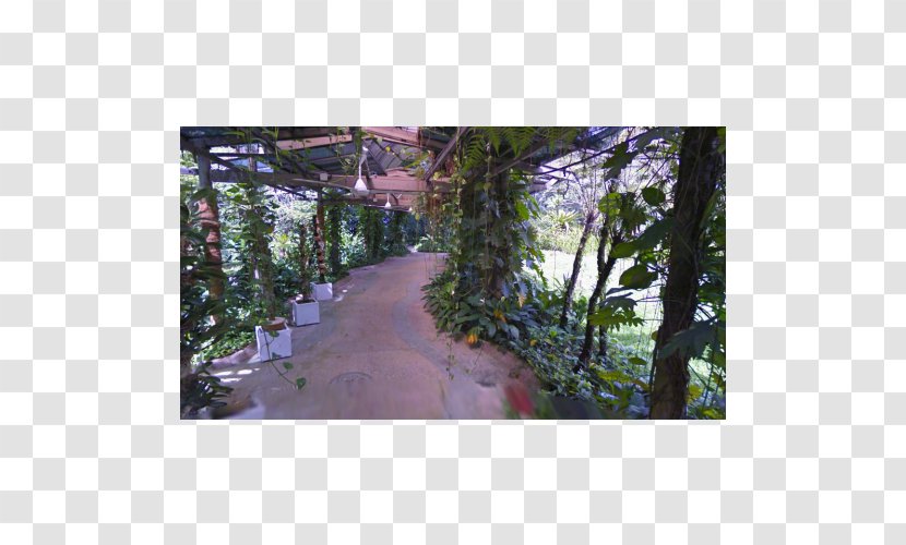 Lake Gardens, Kuala Lumpur IFit Botanical Garden Treadmill - Tree - Hollywood Hills Sign Transparent PNG
