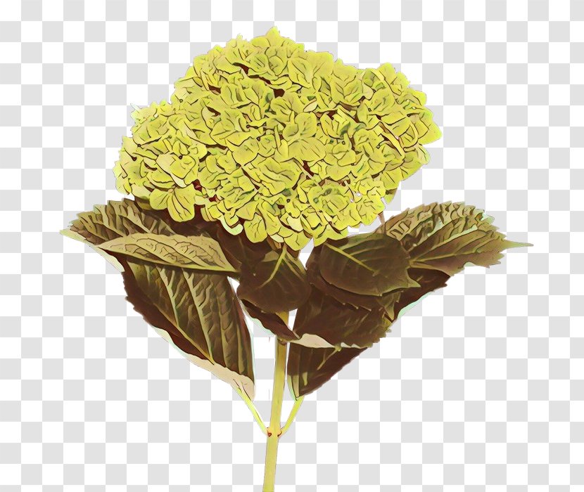 Flower Yellow Plant Leaf Cut Flowers - Viburnum - Cornales Transparent PNG