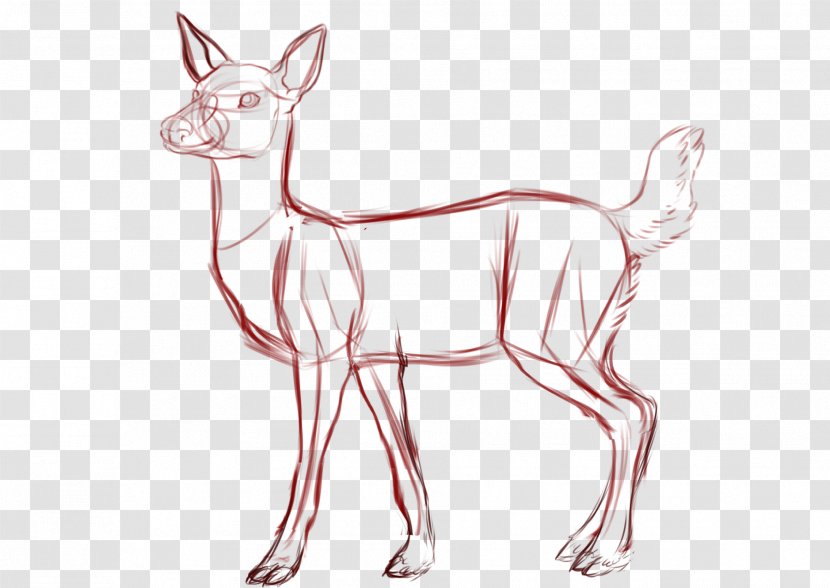 White-tailed Deer Drawing Sketch Transparent PNG