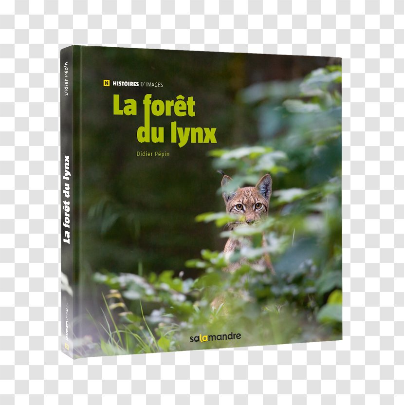 La Forêt Du Lynx Gray Wolf Iberian Forest Book - Foret Transparent PNG