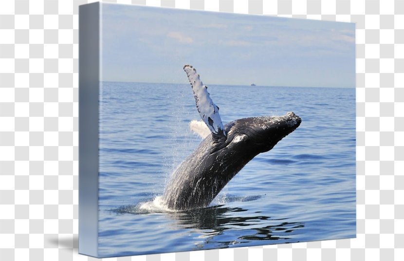 Humpback Whale Gray Cetacea Inlet - Border Transparent PNG