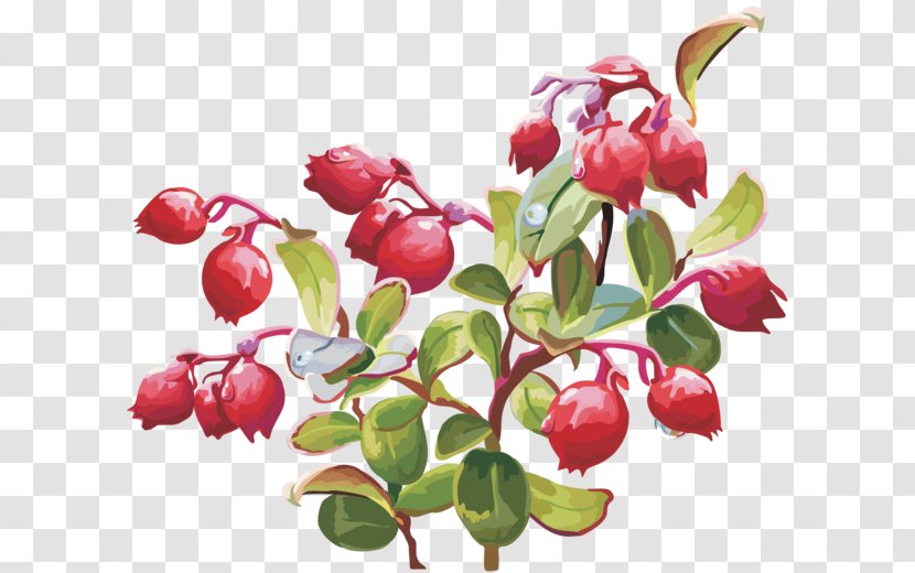 Lingonberry Cranberry Clip Art - Bilberry - Local Food Transparent PNG