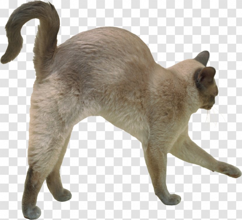 Domestic Short-haired Cat Burmese Tonkinese Siamese Whiskers - Love Cats Transparent PNG
