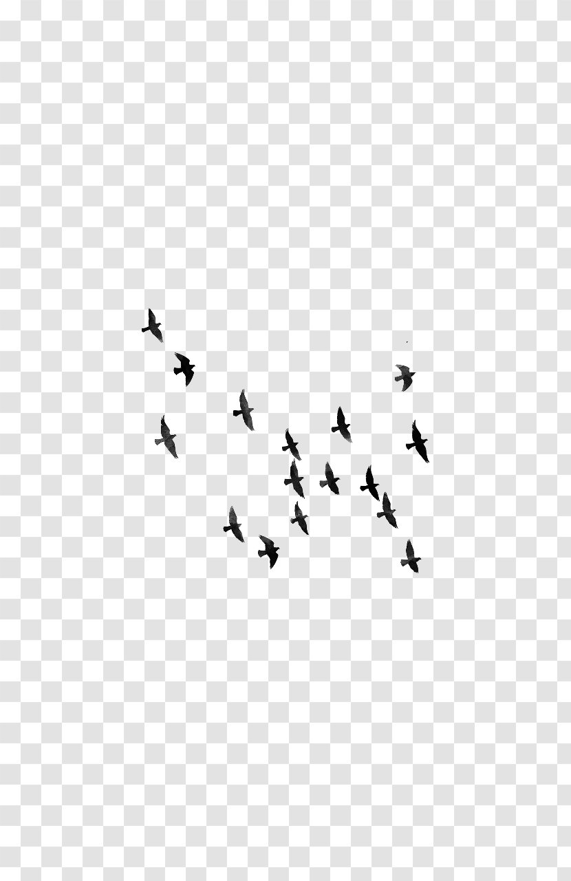 Bird Editing Clip Art - Flock Transparent PNG