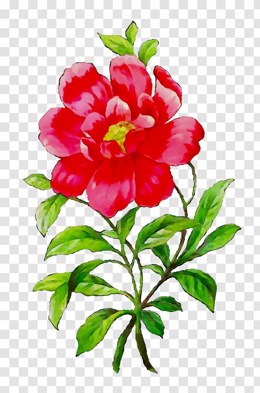 Flower Botanical Illustration Clip Art Peony Rose - Pink Flowers Transparent PNG
