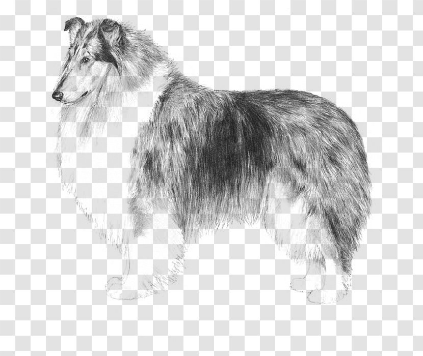 Dog Scotch Collie Shetland Sheepdog Rough Transparent PNG