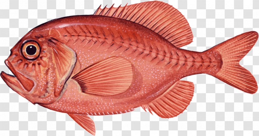 Northern Red Snapper Seabream Coral Reef Fish Marine Biology Transparent PNG
