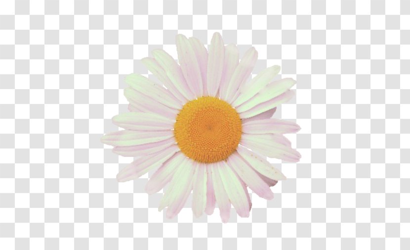 Clip Art Image Photography Royalty-free - Chrysanths - Flower Transparent PNG