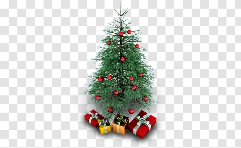 Fir Evergreen Christmas Decoration Pine Family Tree - Tradition - Xmas Transparent PNG