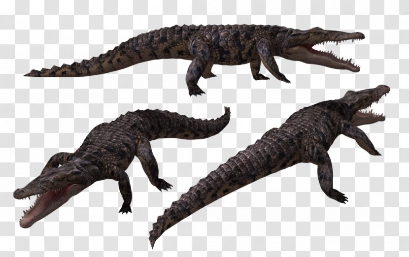 Crocodiles Alligator - Saltwater Crocodile Transparent PNG