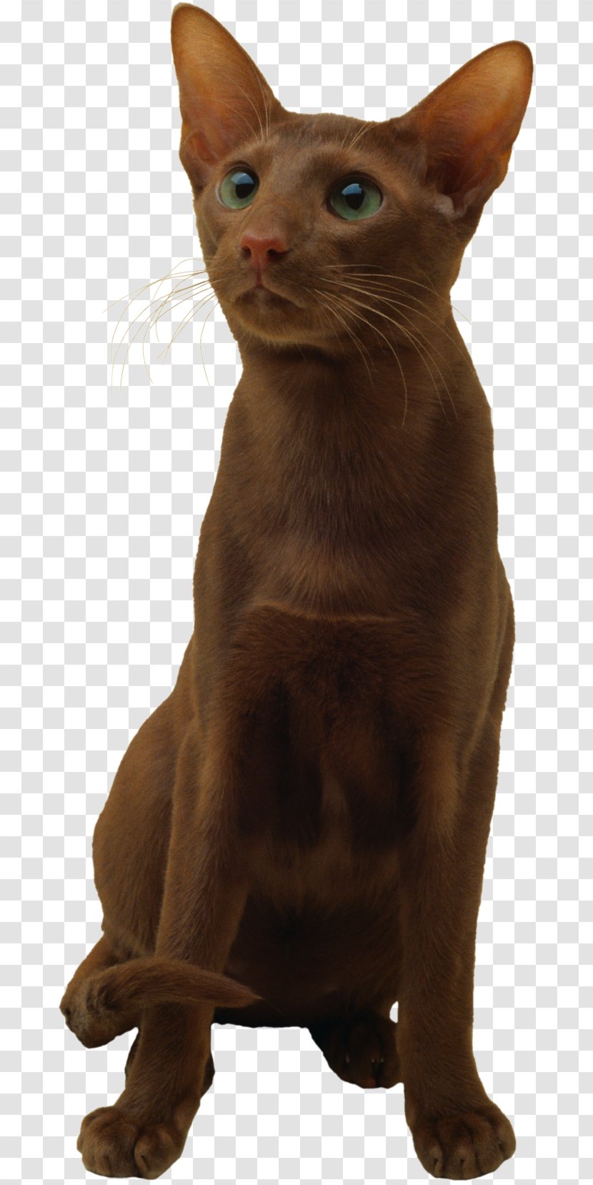 Burmese Cat Oriental Shorthair Havana Brown Javanese German Rex - Depositphotos Transparent PNG