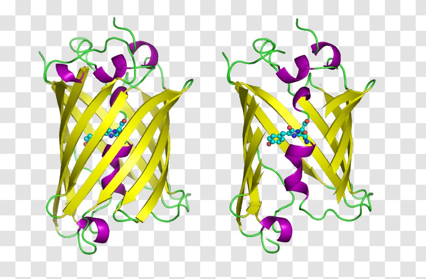 Jellyfish Green Fluorescent Protein Aequorea Victoria Fluorescence - Alpha Helix - E Coli Cartoon Transparent PNG