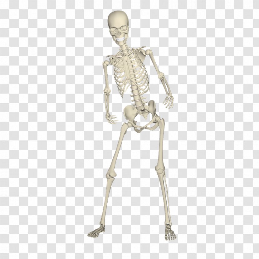 Human Skeleton Bone Skull - Dancing Shelf Transparent PNG