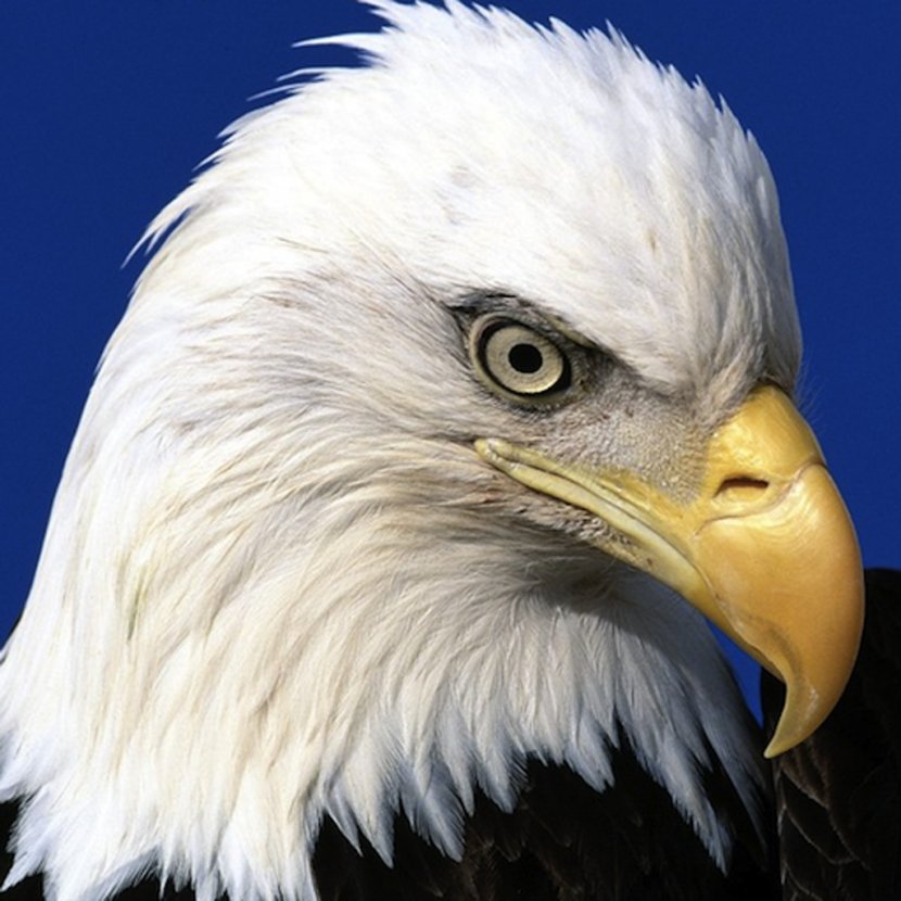 Bald Eagle United States Bird Of Prey Jigsaw Puzzles Transparent PNG