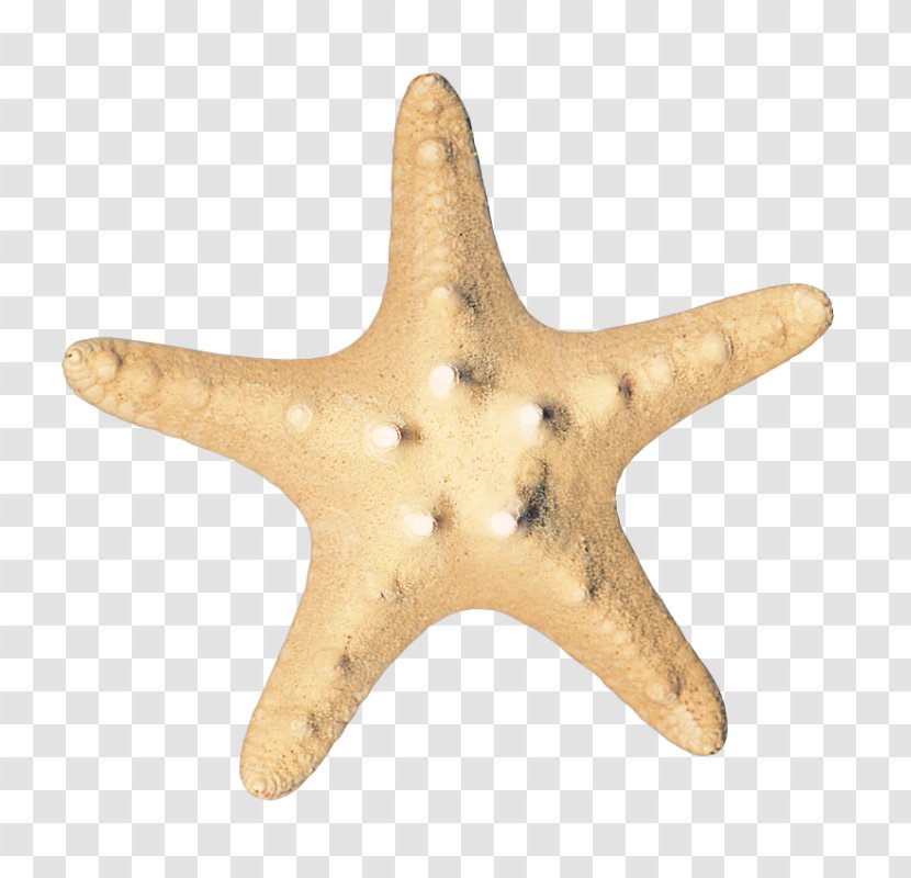 Starfish Sea Icon - Marine Biology Transparent PNG