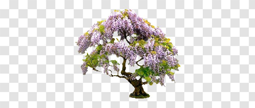 Bonsai Tree Ornamental Plant Japanese Wisteria Gardening - Cultivation And Care Transparent PNG