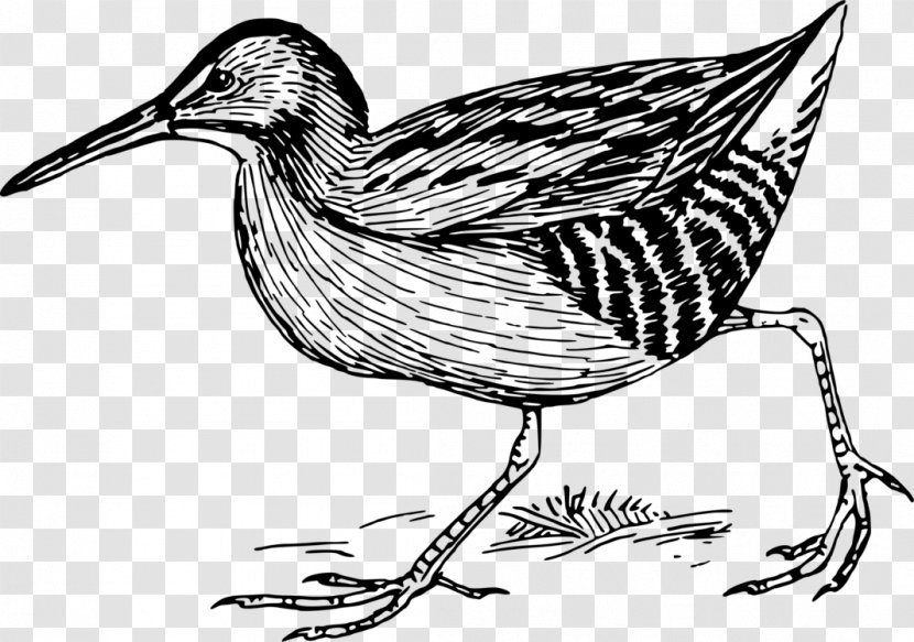 Bird Line Drawing - Of Prey - Art Bittern Transparent PNG