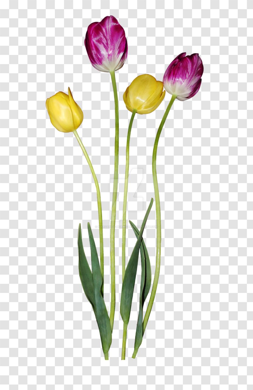 Tulip Margarita Flower Petal - Floral Design Transparent PNG