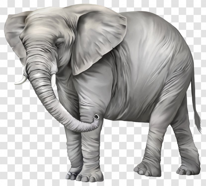 Elephantidae Asian Elephant Clip Art - Organism - Ehrfurcht Transparent PNG