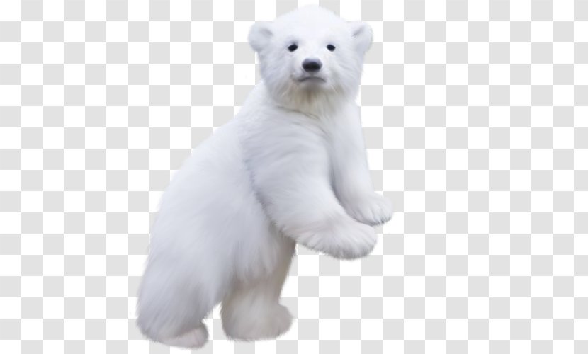 Polar Bear Clip Art - Ursinae Transparent PNG