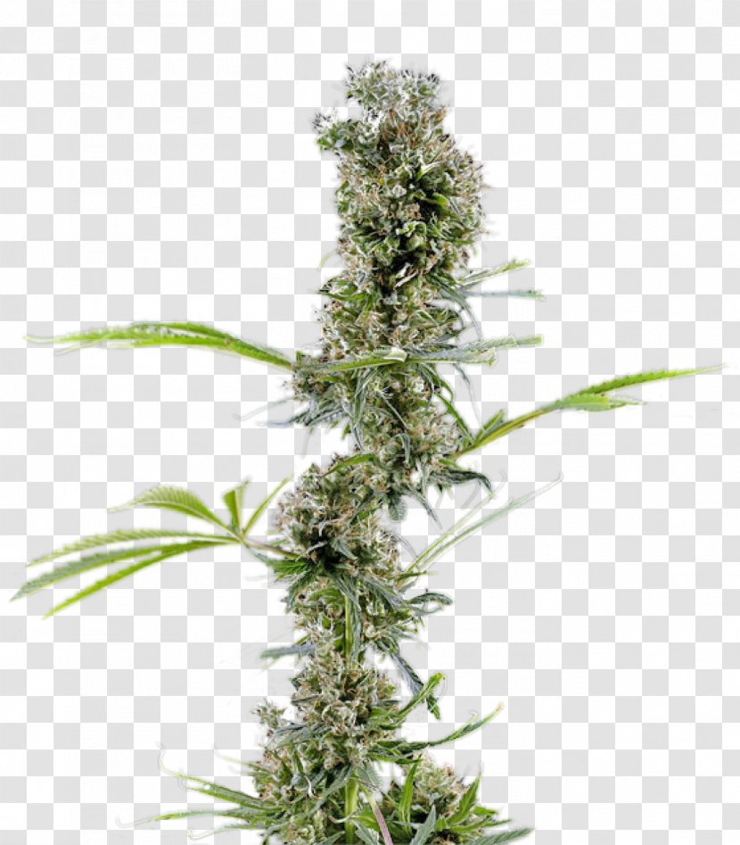 Cannabis Cannabaceae Hemp Haze Plant - Outdoor Transparent PNG