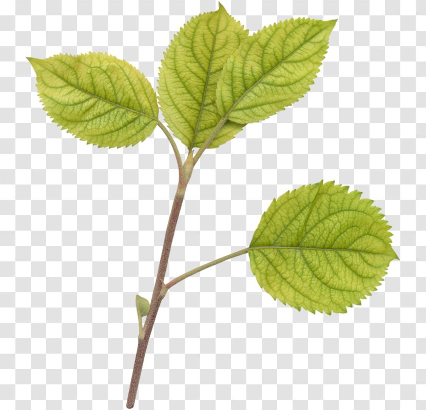 Tea Plant Tree Leaf Transparent PNG