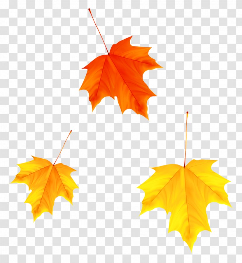 Maple Leaf Autumn Yellow - 2d Computer Graphics - Leaves Transparent PNG