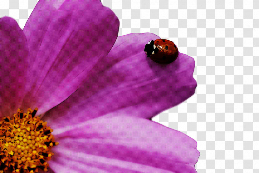 Garden Cosmos Nectar Insect Close-up Computer Transparent PNG
