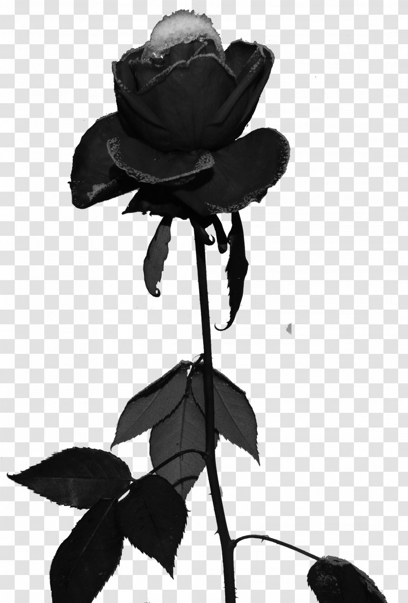 Soft Rime Black Rose Frost - Costume Hat Transparent PNG