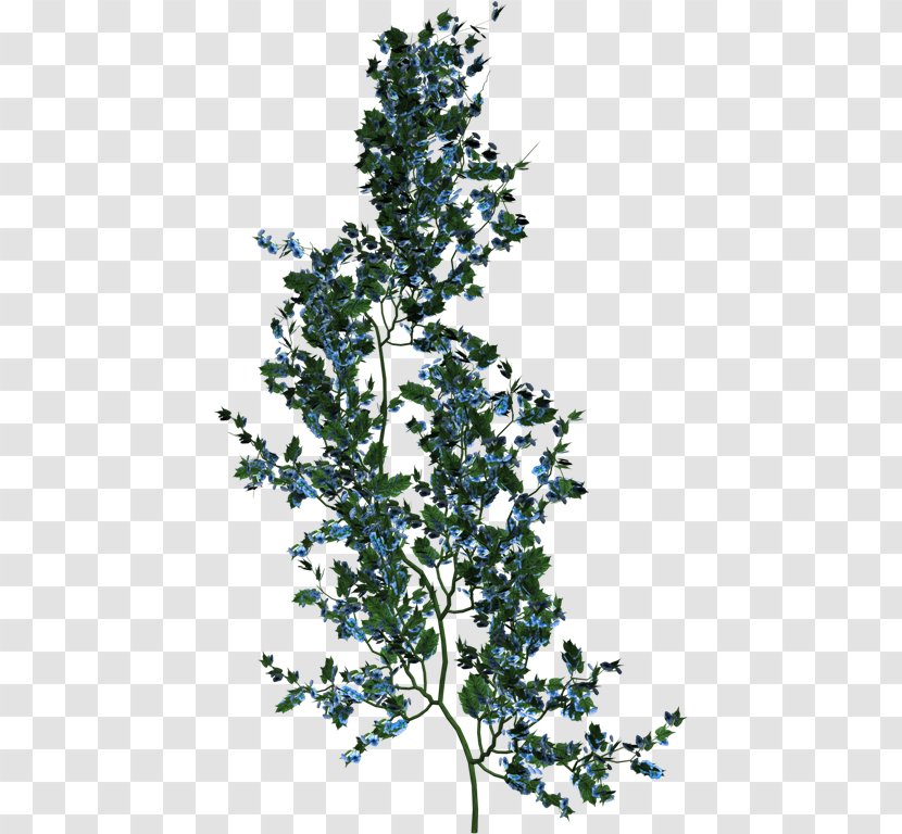 Plantes Et Fleurs Vine Clipping Path - Shrub - Plant Transparent PNG