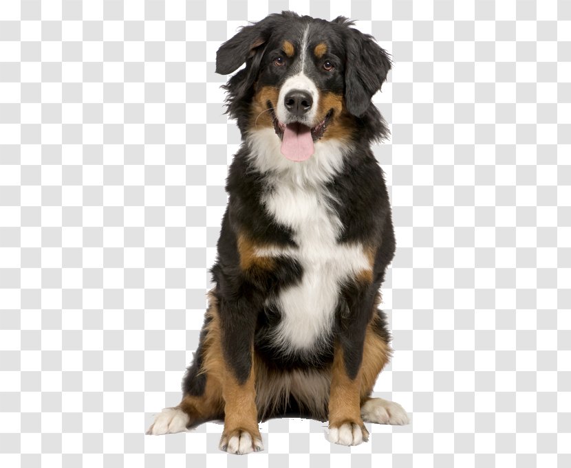 Bernese Mountain Dog Puppy Greater Swiss Border Collie Cat Transparent PNG
