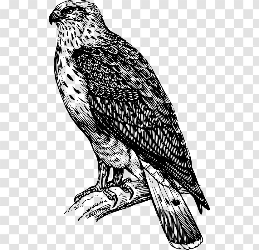 Bird Buzzard Drawing Clip Art - Eagle - Falcon Vector Transparent PNG
