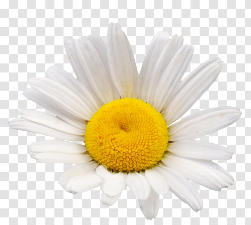 Common Daisy Oxeye Chamomile Flower Family - Cut Flowers Transparent PNG