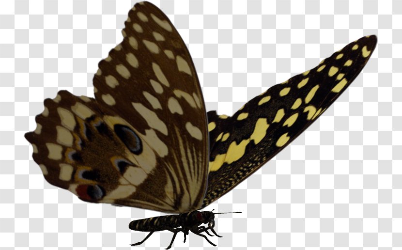 Brush-footed Butterflies Moth Butterfly Transparent PNG