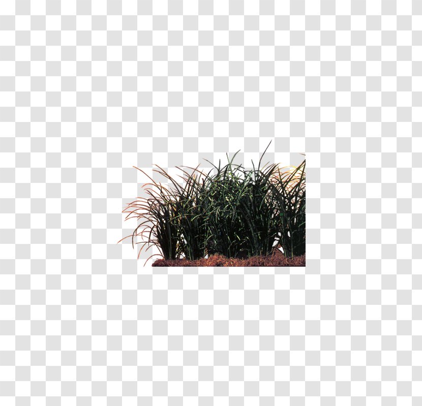 Plant Euclidean Vector - Parthenocissus Tricuspidata - Bluegrass Plants Transparent PNG