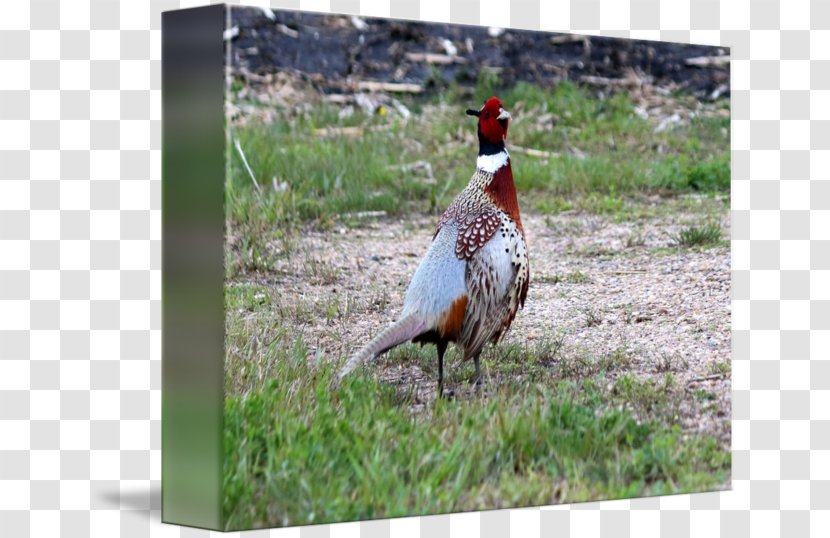 Bird Phasianidae Pheasant Fowl Fauna - Rooster Transparent PNG