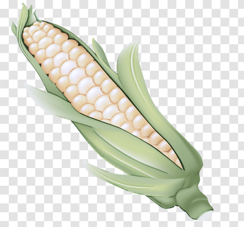 Corn On The Cob Sweet Corn Corn Vegetable Corn Kernels Transparent PNG
