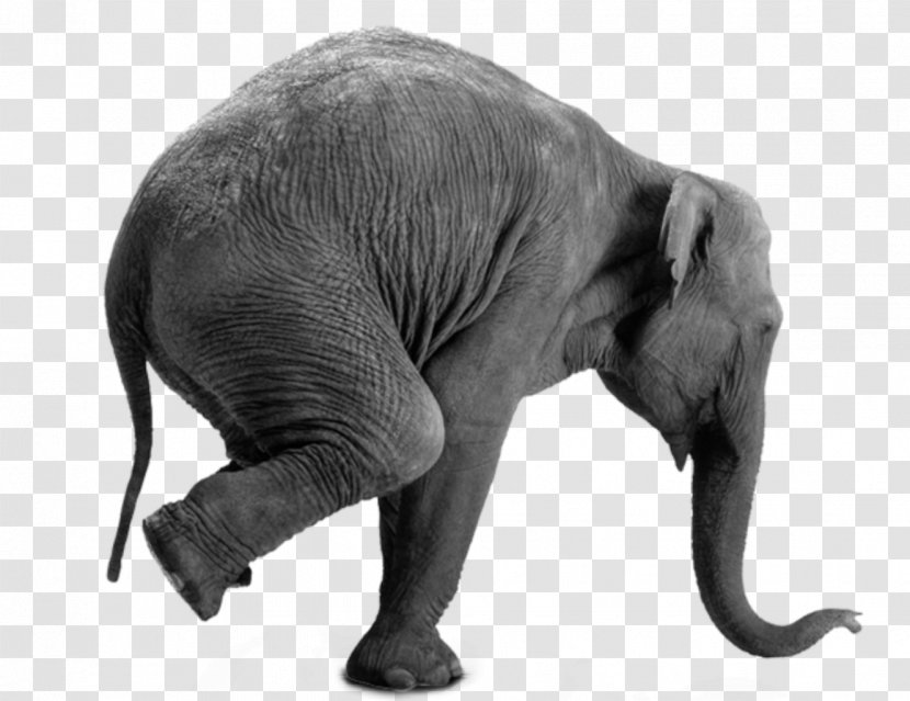 African Elephant Gray Matter: Why It's Good To Be Old! On Wheels Interim Ministry Network Inc Transparent PNG