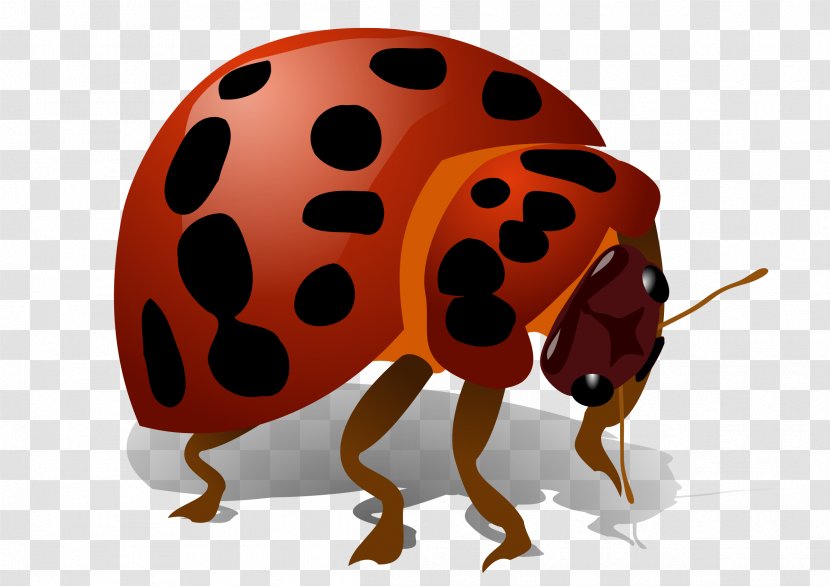 Beetle Art Color - Firefly - Bug Transparent PNG