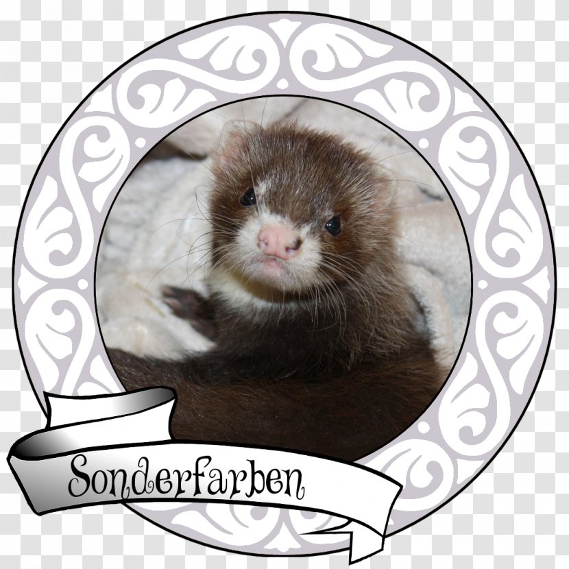 Ferret Switzerland Mink Whiskers Animal Husbandry Transparent PNG