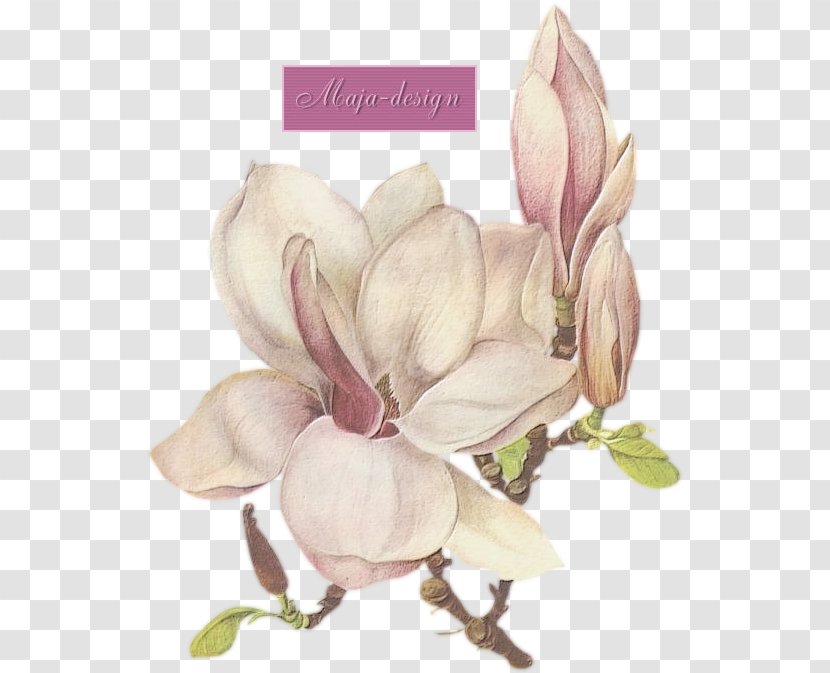 Clip Art Printmaking Southern Magnolia Image - Botany - Flower Transparent PNG