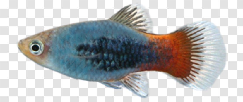 Fish - Fin - Blue Transparent PNG