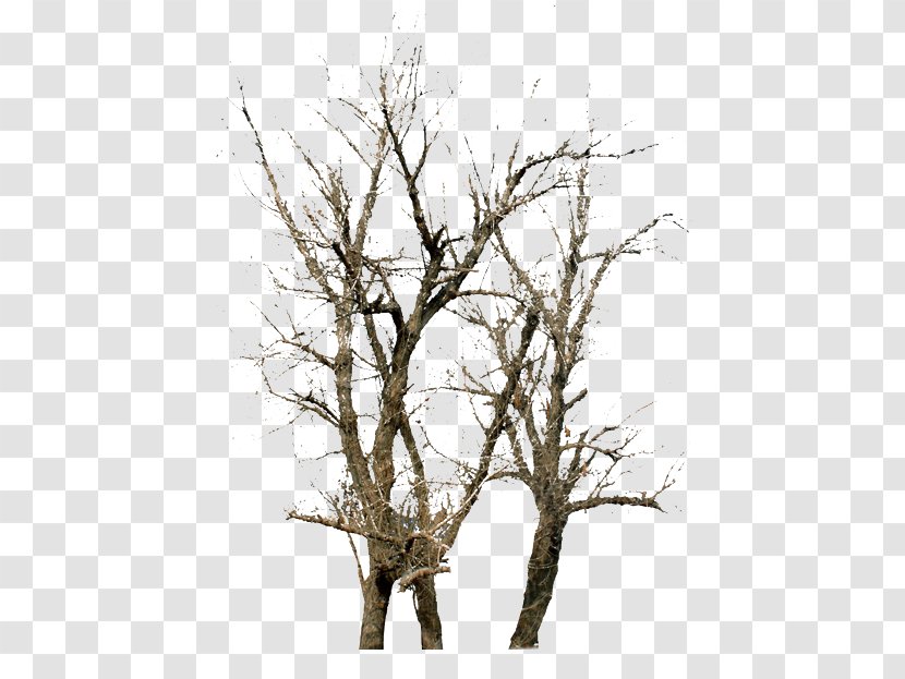 Twig Tree Winter - Plant - Trees Transparent PNG