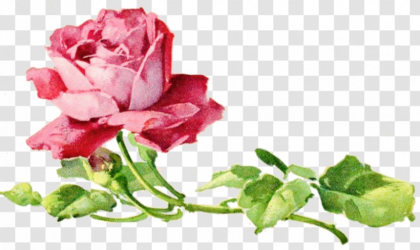 Garden Roses Cabbage Rose Floral Design Cut Flowers Petal - China - Ai Transparent PNG