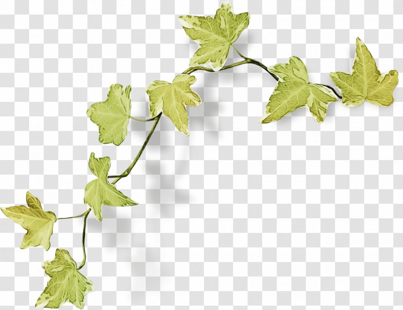 Ivy - Flowering Plant - Vitis Plane Transparent PNG