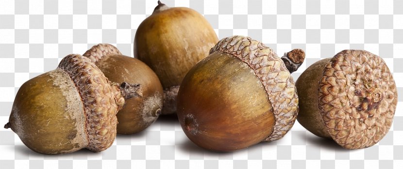 Squirrel Acorn Oak Seed Stock Photography - Commodity Transparent PNG