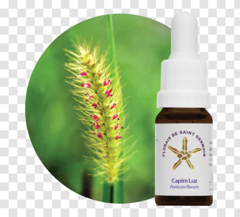Bach Flower Remedies Therapy Alternative Health Services Emotional Freedom Techniques Depression - Grass - Capim Transparent PNG