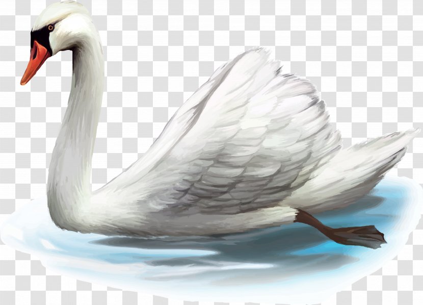 Mute Swan Duck Stock Photography - Royaltyfree - Goose Transparent PNG
