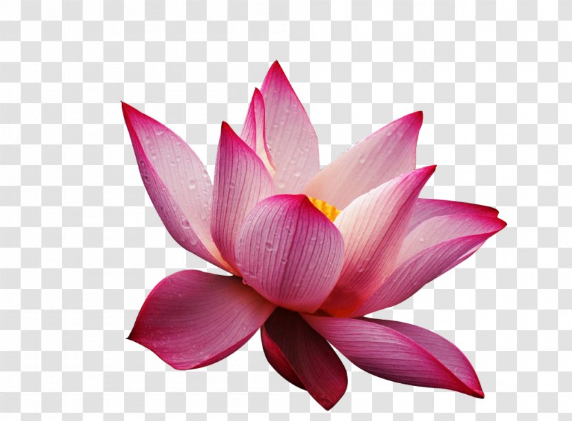 Nelumbo Nucifera Pink Flower Wallpaper - Database - Lotus Transparent PNG
